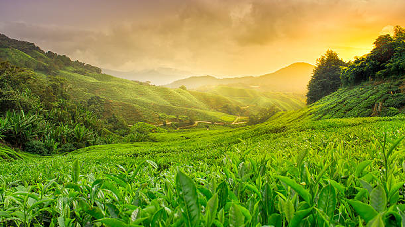 From Garden to Cup: Our Tea Journey